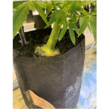 What Is Greenhouse Growing Medium? (And Why It's Essential For Your Greenhouse) What Is Greenhouse Growing Medium? (And Why It's Essential For Your Greenhouse)